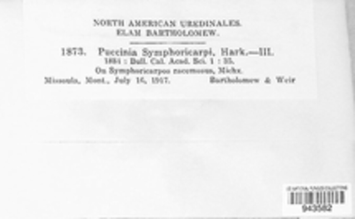 Puccinia symphoricarpi image
